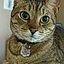 cat, tabby_cat, close_up, green_eyes, collar, bell, indoor, pet, animal, whiskers, fur, face, ears, resting, curious, domestic_cat, portrait, feline, table, pattern