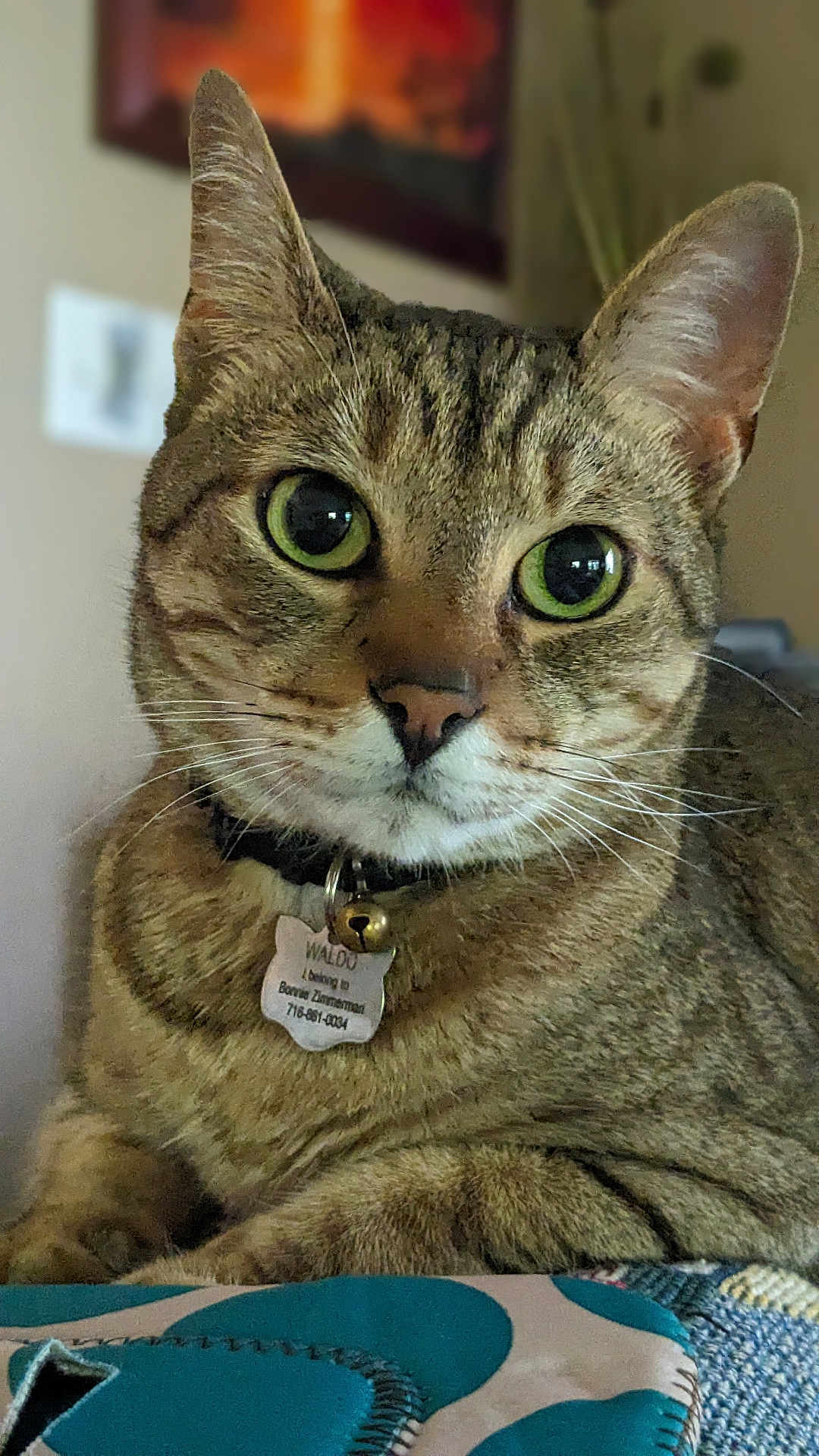 Waldo joined the competition — help win amazing prizes! cat, tabby_cat, close_up, green_eyes, collar, bell, indoor, pet, animal, whiskers, fur, face, ears, resting, curious, domestic_cat, portrait, feline, table, pattern