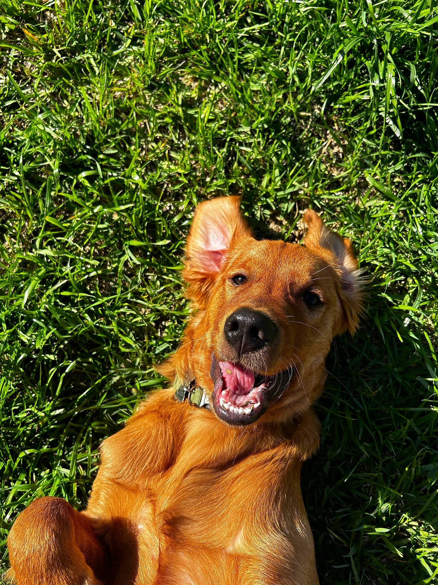 Levi joined the competition — help win amazing prizes! canidae, carnivore, collar, companion_dog, dog, dog_breed, dog_collar, fawn, fur, grass, groundcover, guard_dog, leash, liver, plant, sporting_group, terrestrial_animal, whiskers, working_animal, working_dog