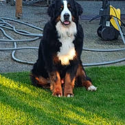Iris is registered to the contest to win money with this photo: dog, bernese_mountain_dog, grass, lawn, outdoor, pet, animal, sitting, fur, black_fur, white_fur, brown_fur, garden, hose, tool, sunlight, daylight, nature, calm, cute