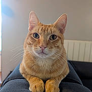 Rocky a rejoint le concours — aidez-le/la à gagner de superbes lots ! cat, ginger_cat, pet, animal, whiskers, ears, fur, paws, indoor, close_up, portrait, feline, curious, cute, domestic_cat, resting, looking_at_camera, soft_light, cozy, relaxed