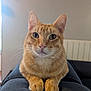 cat, ginger_cat, pet, animal, whiskers, ears, fur, paws, indoor, close_up, portrait, feline, curious, cute, domestic_cat, resting, looking_at_camera, soft_light, cozy, relaxed