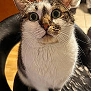 Pesto participe au concours pour gagner de l'argent avec cette photo : cat, wide_eyes, indoor, curious, feline, pet, whiskers, close_up, tabby, white_fur, seated, chair, looking_up, animal, domestic_cat, cute, alert, fur, portrait, household