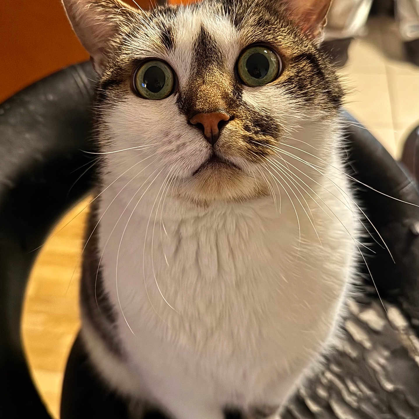 Pesto