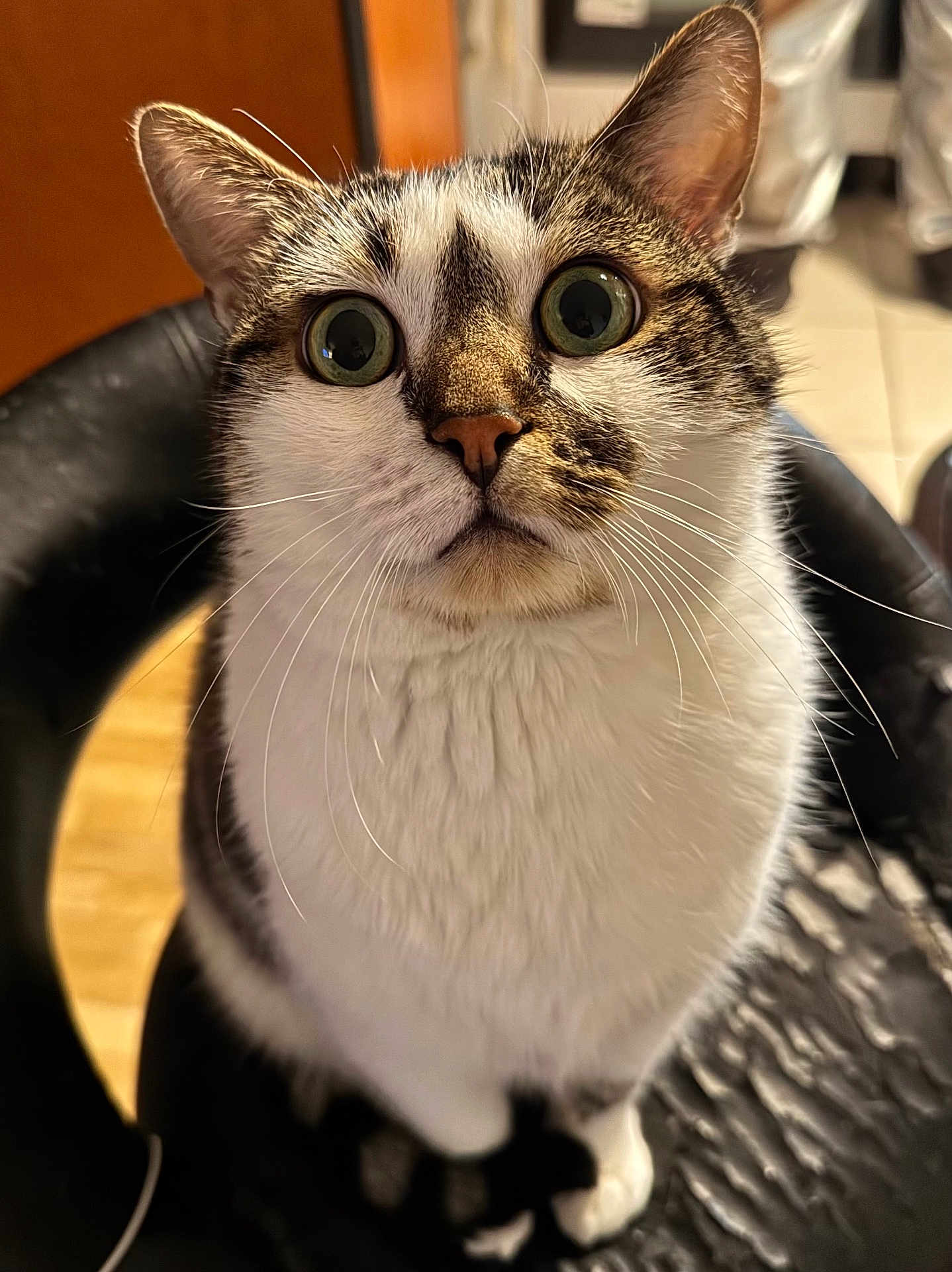 Pesto participe au concours pour gagner de l'argent avec cette photo : cat, wide_eyes, indoor, curious, feline, pet, whiskers, close_up, tabby, white_fur, seated, chair, looking_up, animal, domestic_cat, cute, alert, fur, portrait, household