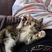 Alicia participe au concours pour gagner de l'argent avec cette photo : kitten, cat, paw, blanket, couch, fur, pet, animal, cute, tabby, whiskers, indoor, relaxing, soft, young, playful, feline, closeup, cozy, resting
