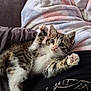 kitten, cat, paw, blanket, couch, fur, pet, animal, cute, tabby, whiskers, indoor, relaxing, soft, young, playful, feline, closeup, cozy, resting