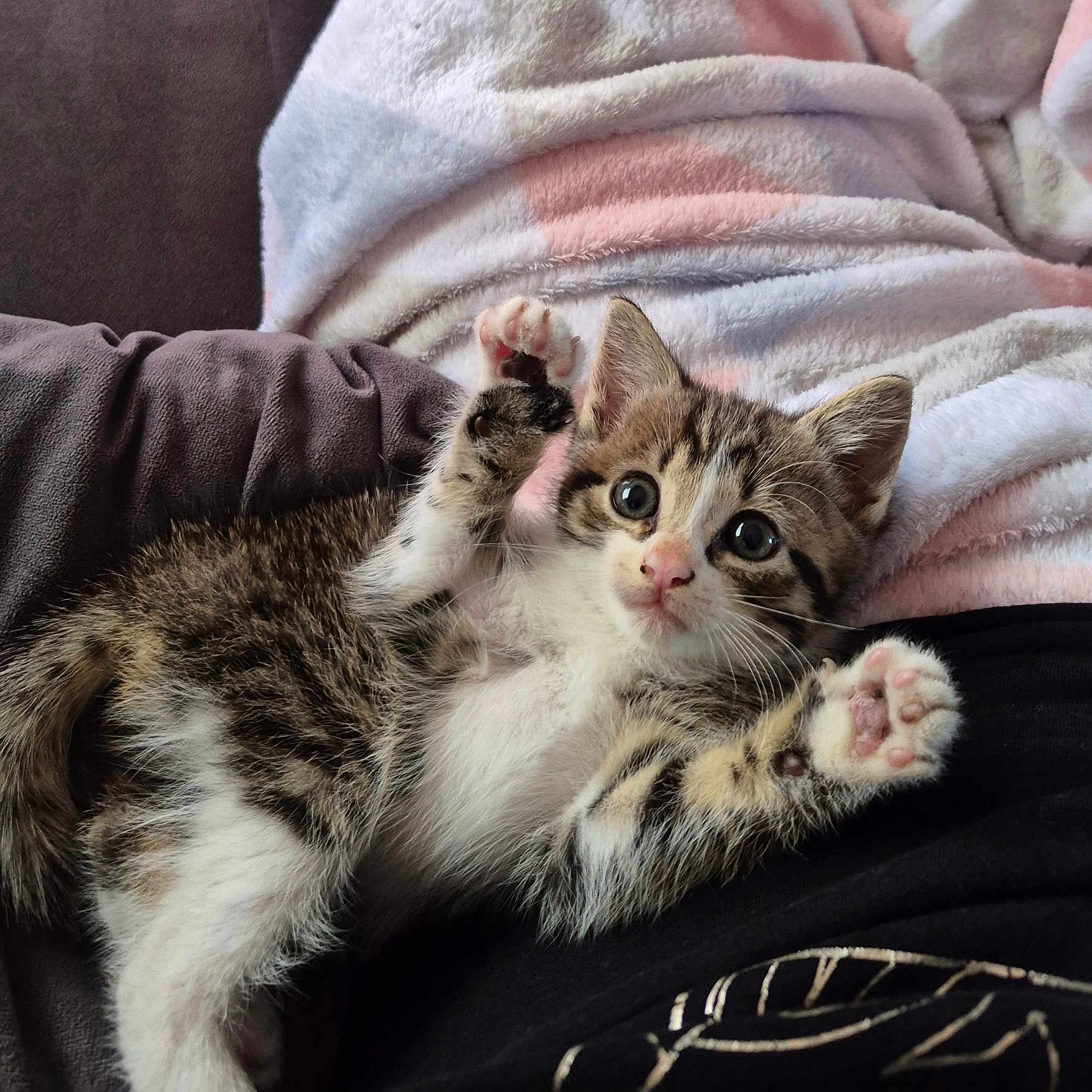 Alicia participe au concours pour gagner de l'argent avec cette photo : animal, blanket, cat, closeup, couch, cozy, cute, feline, fur, indoor, kitten, paw, pet, playful, relaxing, resting, soft, tabby, whiskers, young