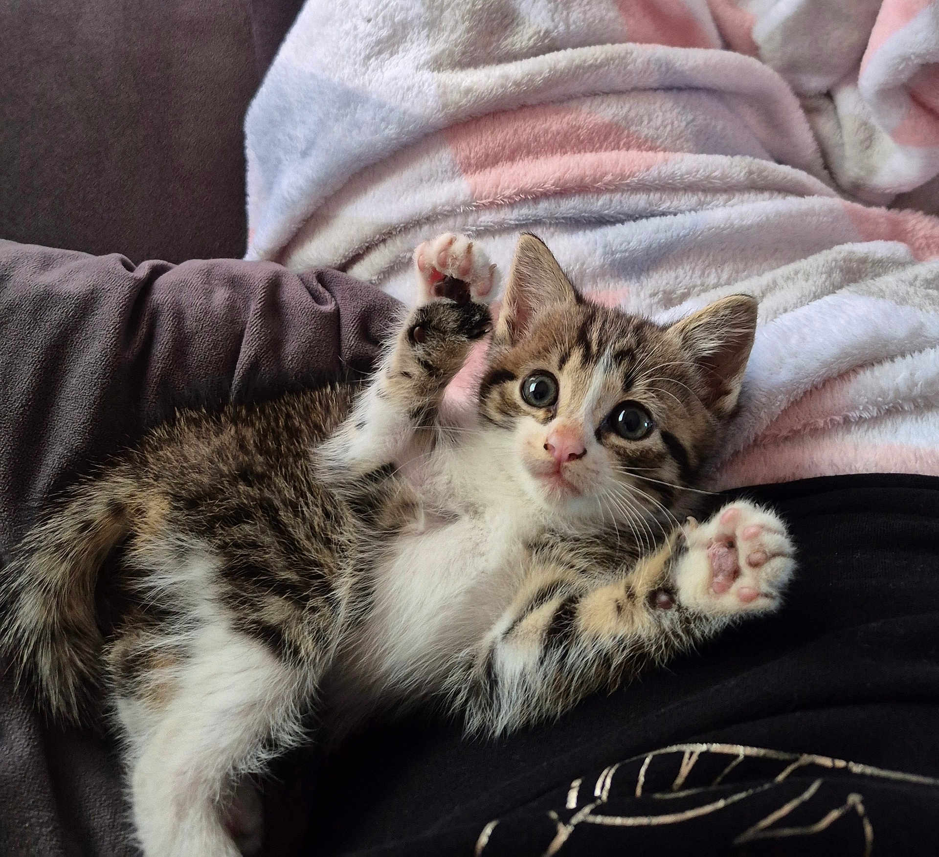 Alicia participe au concours pour gagner de l'argent avec cette photo : kitten, cat, paw, blanket, couch, fur, pet, animal, cute, tabby, whiskers, indoor, relaxing, soft, young, playful, feline, closeup, cozy, resting