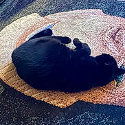 Myrtille a rejoint le concours — aidez-le/la à gagner de superbes lots ! animal, black_cat, cat, cozy, curled_up, cute, domestic_animal, ears, floor, fur, indoor, mammal, nap, patterned_rug, pet, relaxed, resting, rug, sleeping, whiskers