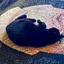 animal, black_cat, cat, cozy, curled_up, cute, domestic_animal, ears, floor, fur, indoor, mammal, nap, patterned_rug, pet, relaxed, resting, rug, sleeping, whiskers