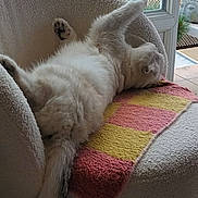 Loukoum a rejoint le concours — aidez-le/la à gagner de superbes lots ! balcony, blanket, building, cat, chair, cozy, daylight, floor, fluffy, furniture, home, indoor, pattern, paw, pet, relaxing, stretching, tail, urban, window