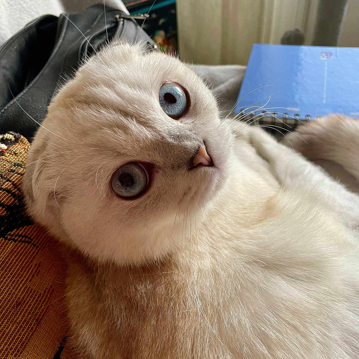 Loukoum a rejoint le concours — aidez-le/la à gagner de superbes lots ! animal, black_bag, blanket, blue_eyes, cat, cat_tree, close_up, cozy, cream_color, curious, cute, domestic, feline, fluffy, fur, indoor, notebook, pet, relaxed, whiskers