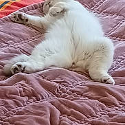 Loukoum participe au concours pour gagner de l'argent avec cette photo : cat, white_cat, bed, quilt, pink, sleeping, relaxed, feline, pet, indoor, cozy, fluffy, paw, fur, blanket, resting, animal, domestic_animal, curtain, leopard_print