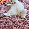 cat, white_cat, bed, quilt, pink, sleeping, relaxed, feline, pet, indoor, cozy, fluffy, paw, fur, blanket, resting, animal, domestic_animal, curtain, leopard_print