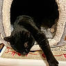 black_cat, cat, pet, animal, sleeping, stretching, cozy, plush, soft_texture, indoor, resting, paw, feline, cute, relaxed, home, snug, cave, fur, comfort