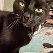 Filou participe au concours pour gagner de l'argent avec cette photo : animal, bed, black_cat, cat, close_range, close_up, cozy, curious, domestic_cat, eye_contact, feline, fur, home, indoor, nose, pet, shelf, soft_lighting, whiskers, yellow_eyes