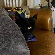 Filou a rejoint le concours — aidez-le/la à gagner de superbes lots ! animal, black_cat, blanket, cat_pillow, couch, cozy, curious, decor, feline, furniture, green_eyes, home_interior, indoor, leather, peeking, pet, plant_pot, resting, shadow, whiskers