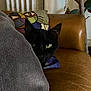 animal, black_cat, blanket, cat_pillow, couch, cozy, curious, decor, feline, furniture, green_eyes, home_interior, indoor, leather, peeking, pet, plant_pot, resting, shadow, whiskers