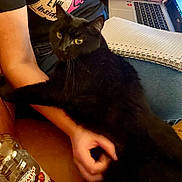 Filou a rejoint le concours — aidez-le/la à gagner de superbes lots ! black_cat, cat, person, lap, laptop, notebook, writing, hand, arm, bottle, table, indoor, casual_clothing, jeans, bracelet, relaxing, pet, eye, fur, strawberry