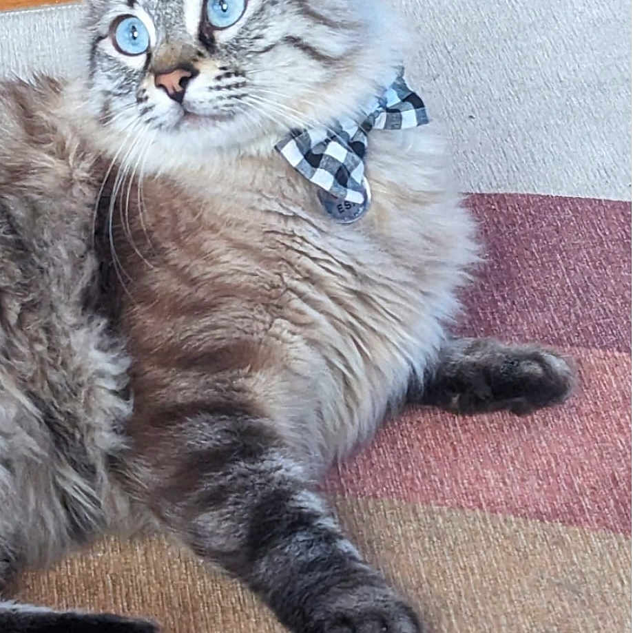 Bear is registered to the contest to win money with this photo: abyssinian, accessories, animal, cat, couch, face, formalwear, furniture, head, homedecor, kitten, linen, manx, person, pet, photography, portrait, siamese, strap, tie