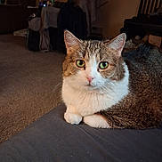 Meow is registered to the contest to win money with this photo: cat, tabby, white_fur, green_eyes, pet, animal, portrait, close_up, sitting, indoors, living_room, carpet, furniture, chair, blanket, couch, whiskers, ears, fur, cozy