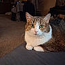 cat, tabby, white_fur, green_eyes, pet, animal, portrait, close_up, sitting, indoors, living_room, carpet, furniture, chair, blanket, couch, whiskers, ears, fur, cozy