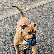 Aya participe au concours pour gagner de l'argent avec cette photo : active, alert, animal, brown_dog, canine, chewing, collar, daytime, dog, friendly, leash, outdoor, pavement, pet, playful, sidewalk, street, toy, walking, young_dog