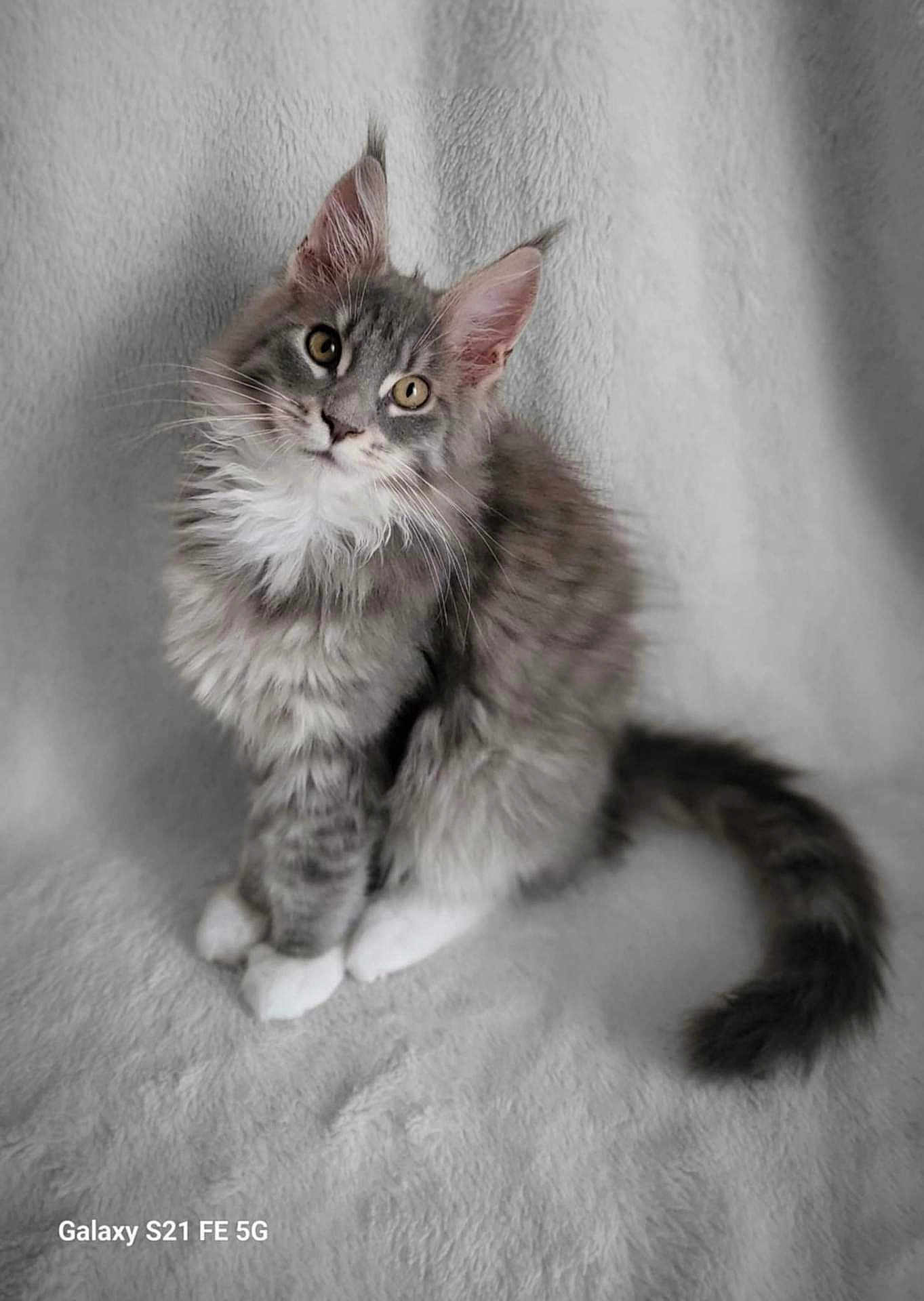 Iron a rejoint le concours — aidez-le/la à gagner de superbes lots ! blanket, cat, cozy, curious, ears, fluffy_fur, fur, gray_cat, indoor, kitten, looking_up, mammal, pet, portrait, sitting, soft_texture, tail, whiskers, white_paws, yellow_eyes