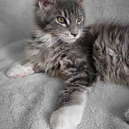 Iron participe au concours pour gagner de l'argent avec cette photo : bedding, blanket, cat, close_up, cozy, ears, feline, fluffy, fur, gray_cat, indoor, kitten, lying_down, paw, pet, portrait, soft_texture, whiskers, white_paws, yellow_eyes