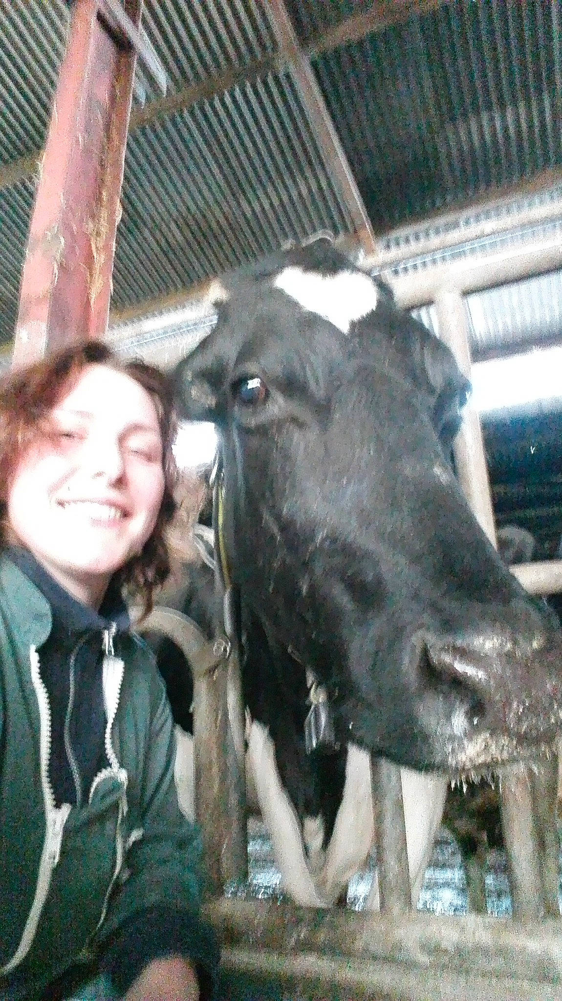 Caramelle a rejoint le concours — aidez-le/la à gagner de superbes lots ! cattle_like_mammal, dairy, dairy_cow, joy, livestock, ox, person, snout