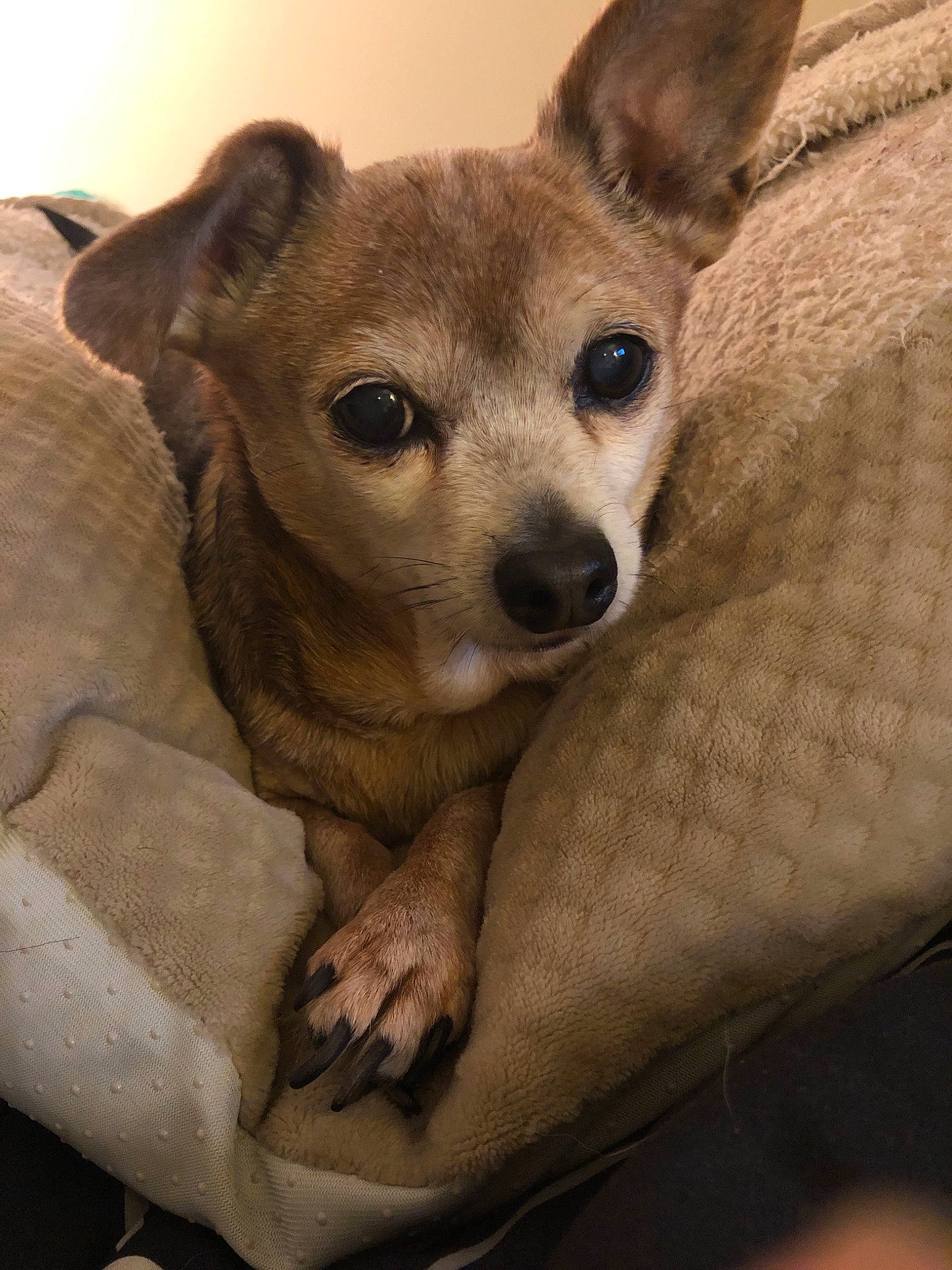 Taco is registered to the contest to win money with this photo: canidae, carnivore, chihuahua, companion_dog, corgi_chihuahua, dog, dog_breed, ear, fawn, feist, mammal, puppy, rare_breed_dog, snout, toy_dog, vertebrate, whiskers