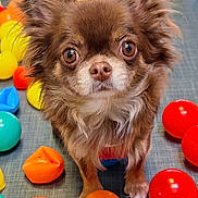 Vaya a rejoint le concours — aidez-le/la à gagner de superbes lots ! dog, chihuahua, small_dog, brown_fur, plastic_balls, colorful, playroom, pet, cute, animal, indoor, fur, ears, eyes, floor, toy, close_up, portrait, looking, standing
