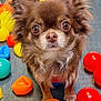 dog, chihuahua, small_dog, brown_fur, plastic_balls, colorful, playroom, pet, cute, animal, indoor, fur, ears, eyes, floor, toy, close_up, portrait, looking, standing