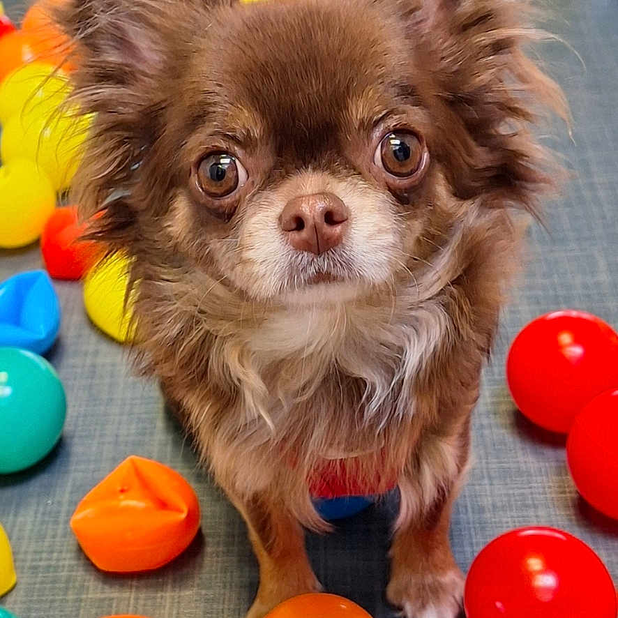 Vaya a rejoint le concours — aidez-le/la à gagner de superbes lots ! animal, brown_fur, chihuahua, close_up, colorful, cute, dog, ears, eyes, floor, fur, indoor, looking, pet, plastic_balls, playroom, portrait, small_dog, standing, toy