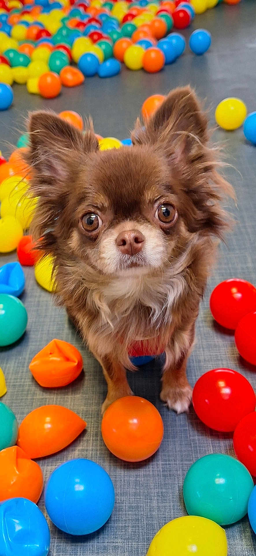 Vaya a rejoint le concours — aidez-le/la à gagner de superbes lots ! dog, chihuahua, small_dog, brown_fur, plastic_balls, colorful, playroom, pet, cute, animal, indoor, fur, ears, eyes, floor, toy, close_up, portrait, looking, standing