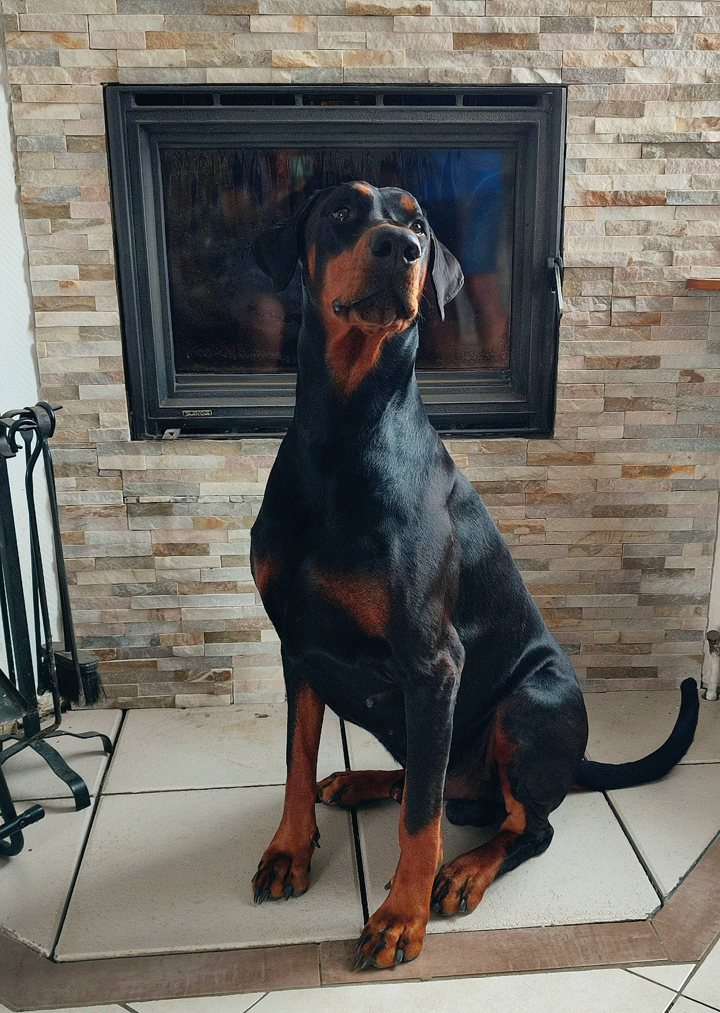 Ramsès participe au concours pour gagner de l'argent avec cette photo : brick, carnivore, companion_dog, composite_material, dog, dog_breed, dog_supply, hound, hunting_dog, liver, metal, montenegrin_mountain_hound, pet_supply, sporting_group, window, wood, working_animal, working_dog