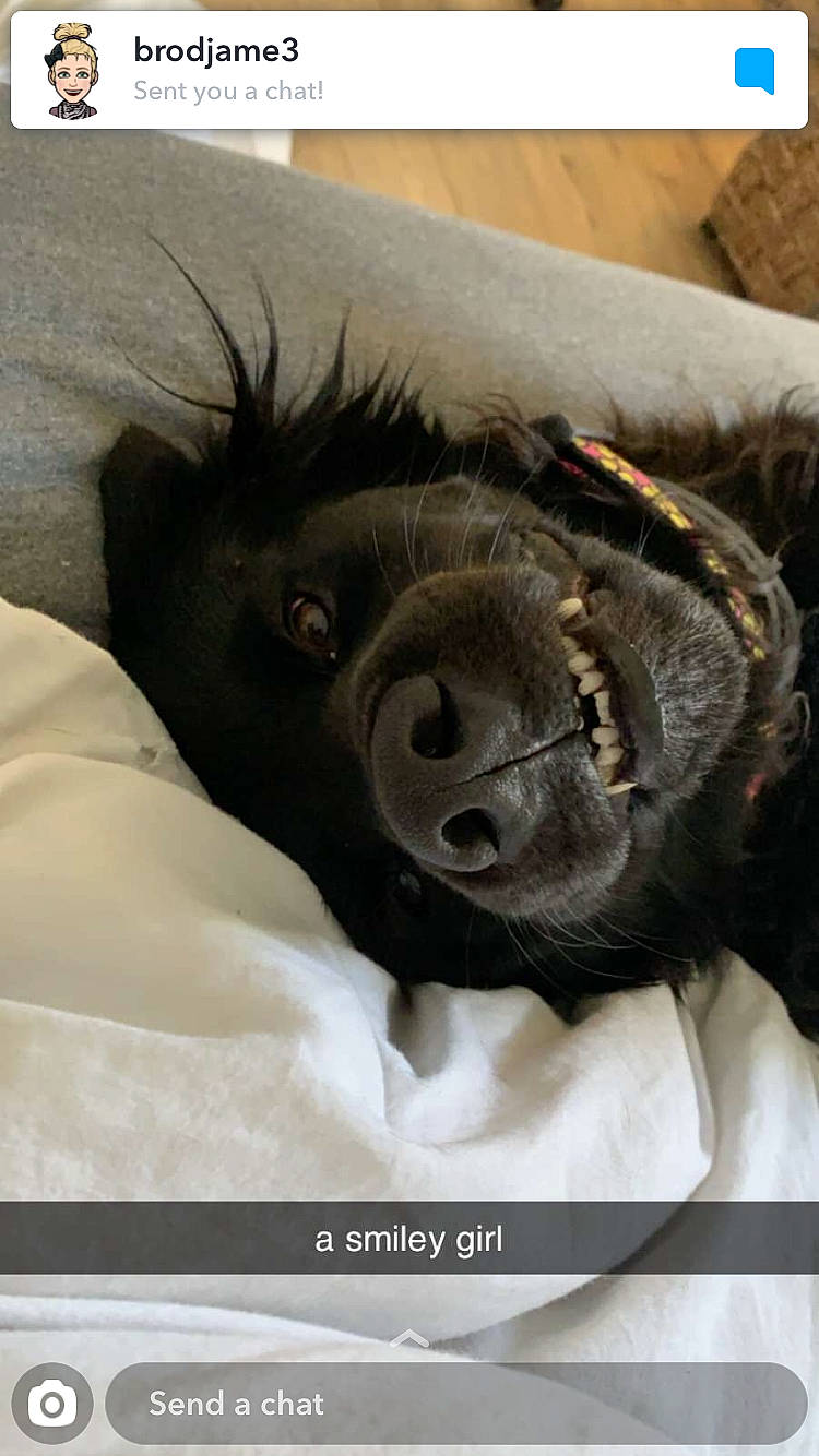 Delilah is registered to the contest to win money with this photo: canidae, common_chimpanzee, dog_breed, fur, nap, nose, photo_caption, primate, snout, sporting_group