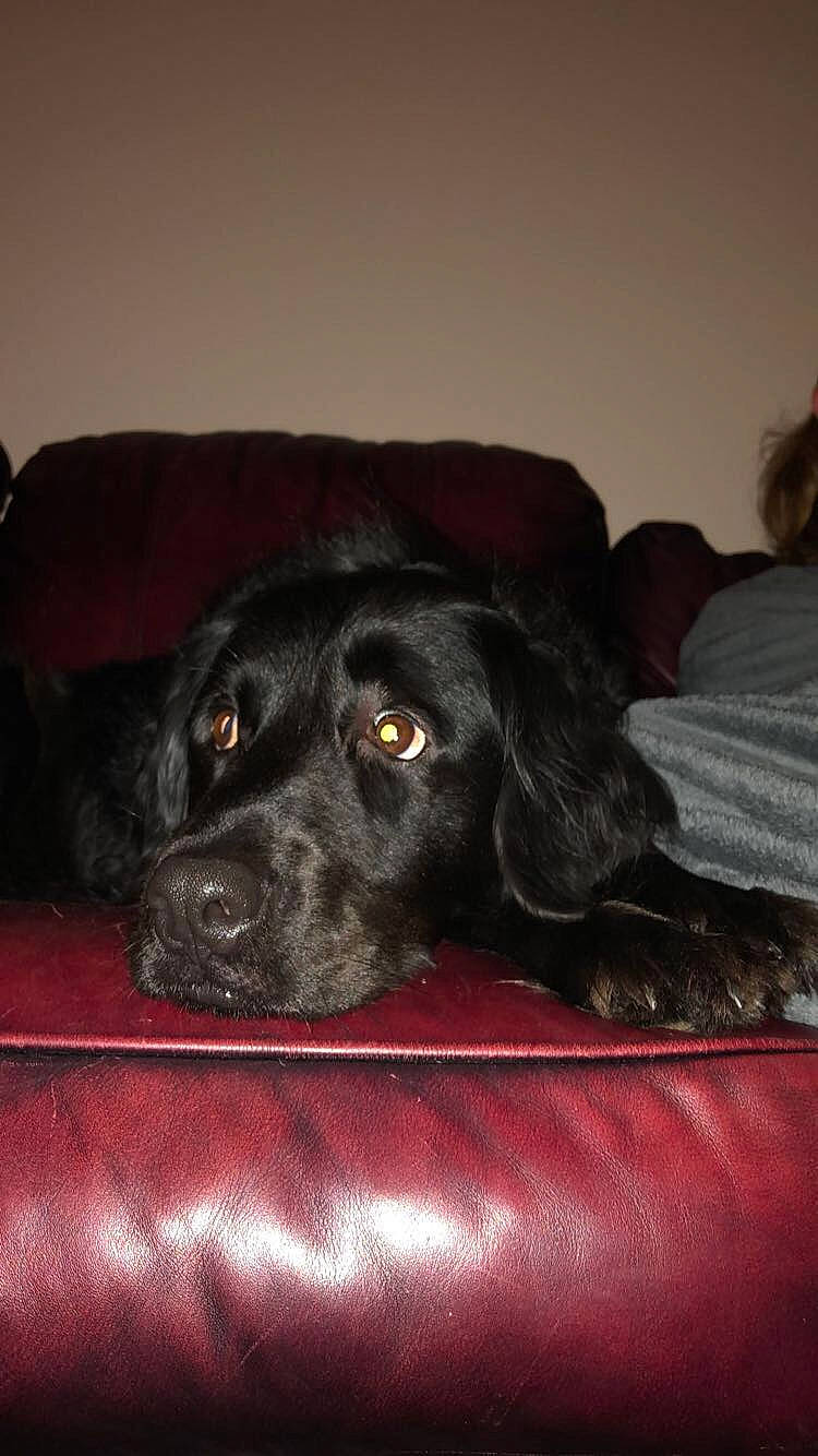 Delilah joined the competition — help win amazing prizes! beagador, blue_picardy_spaniel, borador, canidae, carnivore, dog, dog_breed, flat_coated_retriever, labrador_retriever, mammal, retriever, snout, spaniel, sporting_group, vertebrate