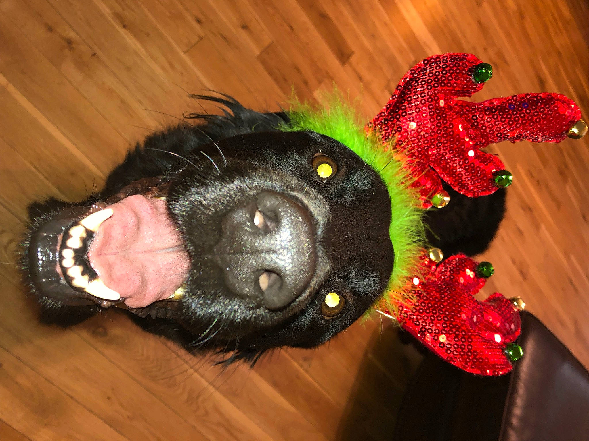 Delilah is registered to the contest to win money with this photo: canidae, carnivore, dog, dog_breed, flat_coated_retriever, snout, sporting_group