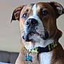 Phoenix is registered to the contest to win money with this photo: dog, pet, brown, white, collar, tag, portrait, close_up, indoor, animal, mammal, ears, face, whiskers, nostrils, fur, alert, looking_away, domestic_animal, cute