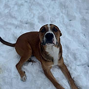 Phoenix is registered to the contest to win money with this photo: dog, snow, outdoor, animal, brown, white, fur, pet, canine, lying_down, winter, cold, nature, mammal, playful, looking_up, paw, snout, ears, nose