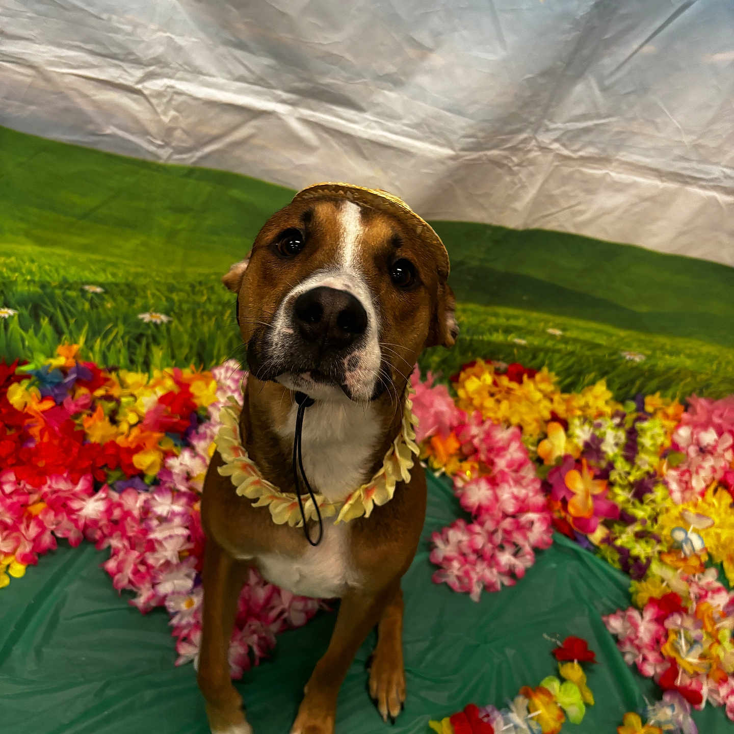 Phoenix is registered to the contest to win money with this photo: animal, artificial_flowers, background, brown_dog, colorful_flowers, cute, decorations, dog, festive, flower_lei, grass_field_backdrop, green_mat, indoor, looking_up, pet, portrait, sitting, sky_backdrop, straw_hat, tropical_theme
