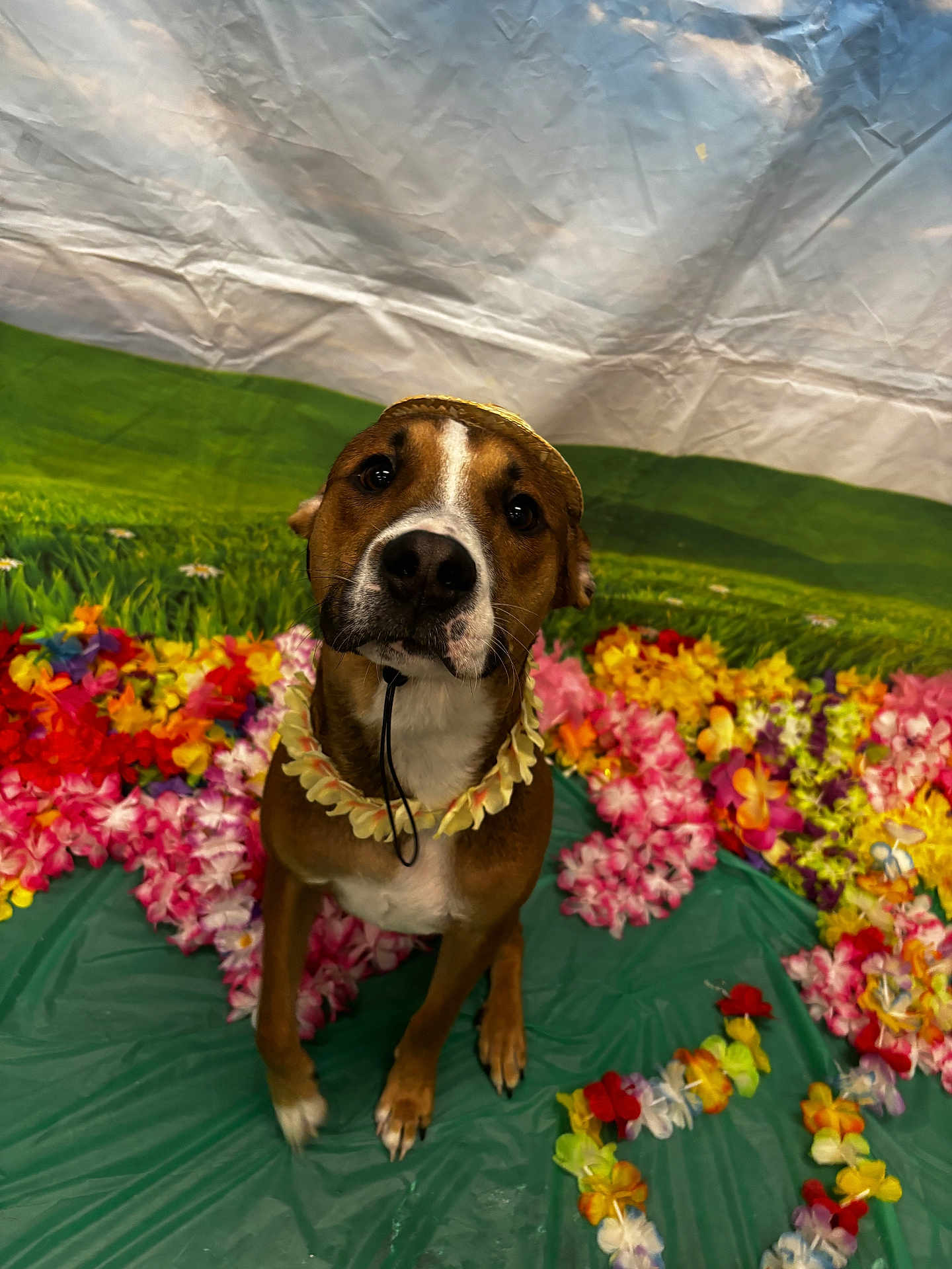 Phoenix is registered to the contest to win money with this photo: dog, brown_dog, flower_lei, straw_hat, green_mat, artificial_flowers, colorful_flowers, indoor, portrait, pet, cute, animal, tropical_theme, decorations, background, grass_field_backdrop, sky_backdrop, sitting, looking_up, festive