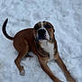 Phoenix joined the competition — help win amazing prizes! dog, snow, outdoor, animal, pet, canine, fur, brown, white, lying_down, winter, nature, cold, mammal, playful, paw, tail, looking_up, background_blur, daylight