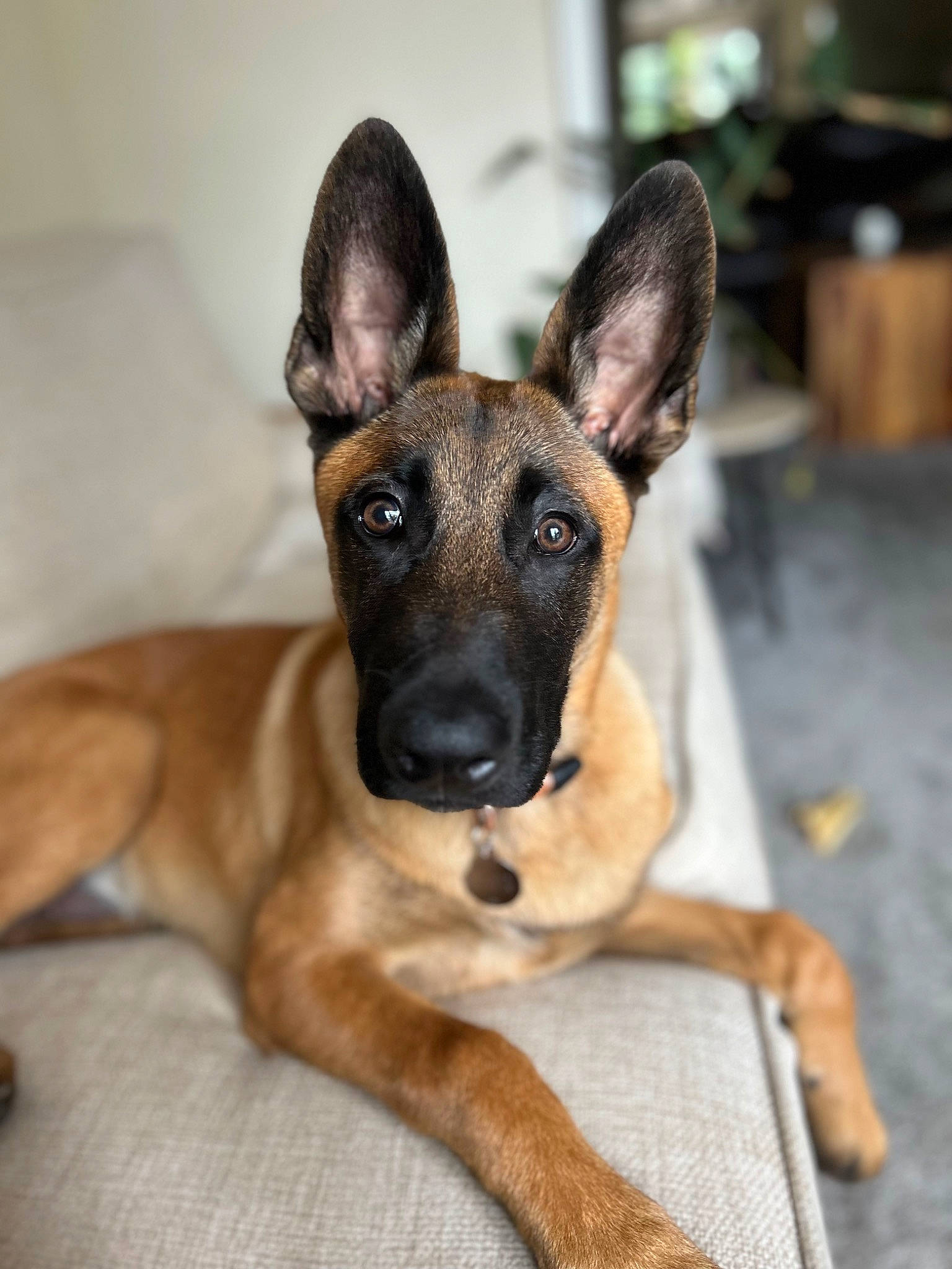 Kenny is registered to the contest to win money with this photo: ancient_dog_breeds, canidae, carnivore, companion_dog, dog, dog_breed, dog_supply, ear, fawn, fur, guard_dog, non_sporting_group, paw, snout, sporting_group, whiskers, working_animal, working_dog