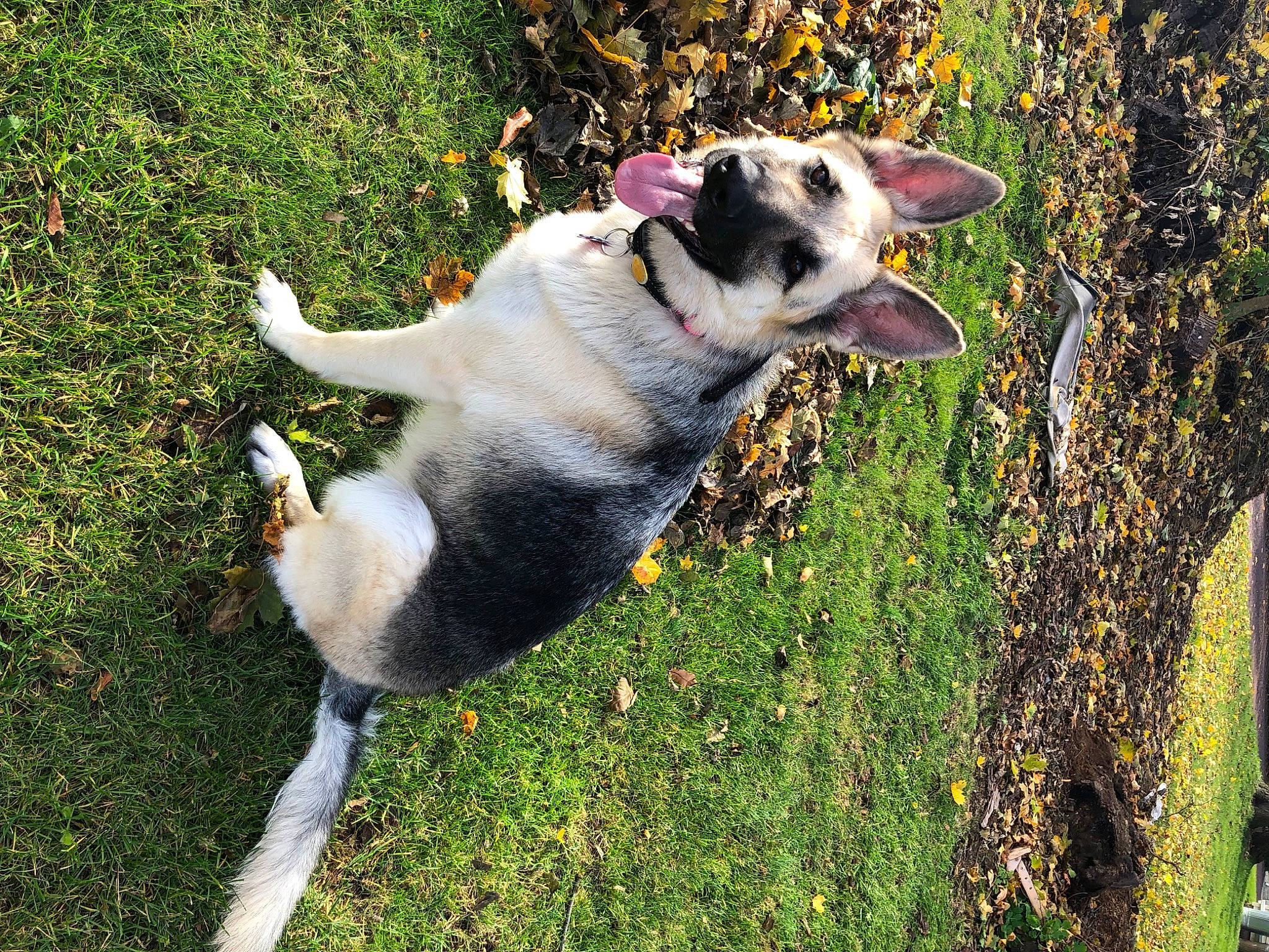 Hazel is registered to the contest to win money with this photo: canidae, carnivore, collar, companion_dog, dog, dog_breed, grass, leash, mammal, non_sporting_group, paw, plant, sporting_group, tail, terrestrial_animal, vertebrate, working_animal, working_dog