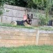Titus joined the competition — help win amazing prizes! action, animal, backyard, black_and_tan, blurry, canine, dog, fence, garden, grass, jumping, landscape, motion, outdoor, pet, playful, running, shrubbery, trees, wooden_fence