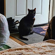 Binx is registered to the contest to win money with this photo: black_cat, cat, indoor, door, boots, rug, plastic_bag, collar, pet, animal, floor, home_interior, curious, sitting, green_eyes, furniture, blanket, quiet, domestic, shadow