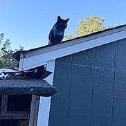 Binx is registered to the contest to win money with this photo: adventure, animal, architecture, black_cat, blue_sky, building, cat, elevated, feline, harness, house, looking_down, outdoor, pet, roof, rooftop, shed, sitting, sunlight, tree
